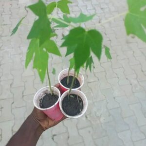 South Tall Paw-paw