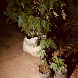 Maradona Dwarf Paw-paw