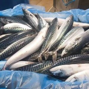 Frozen fish