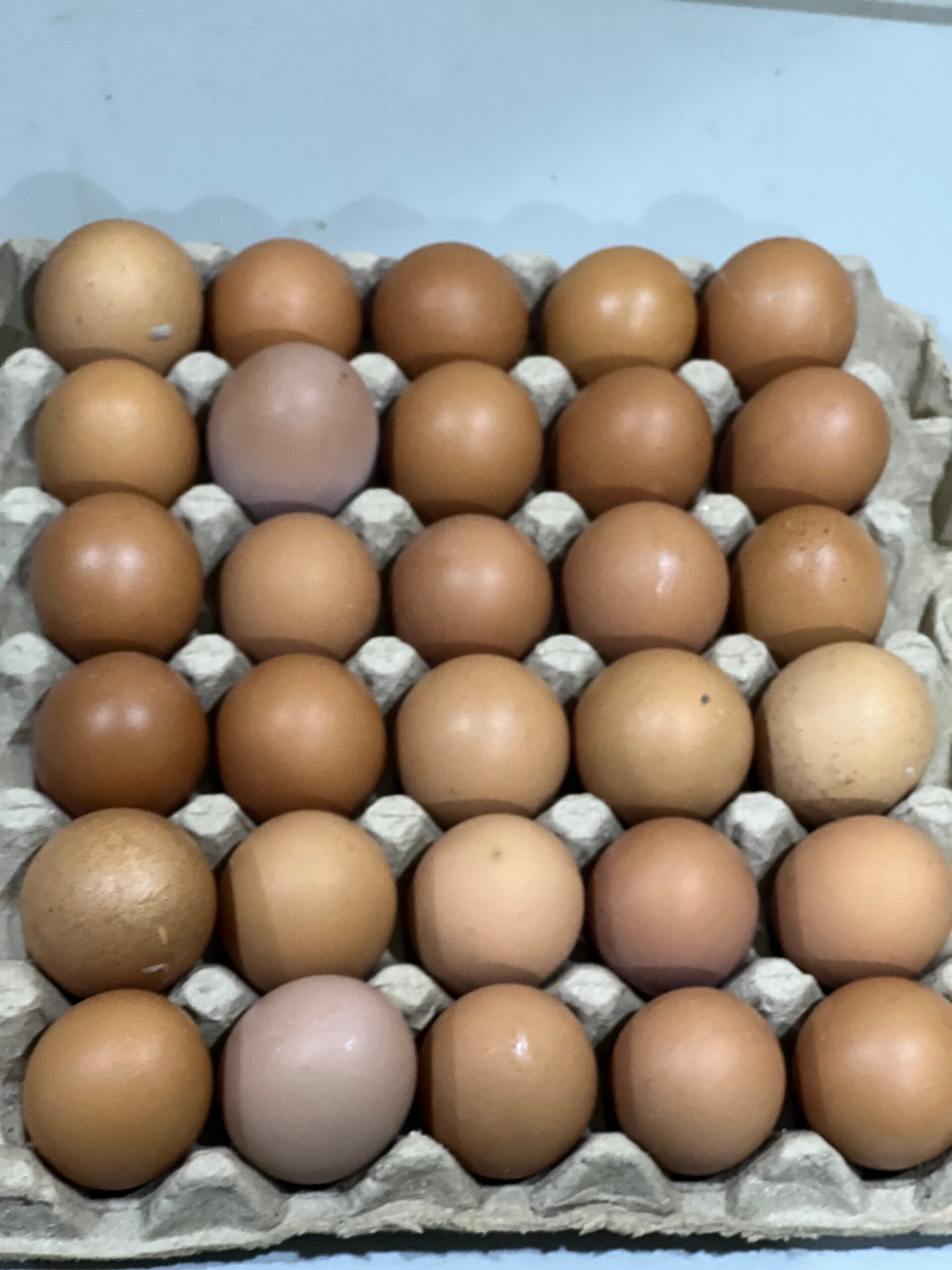 Eggs